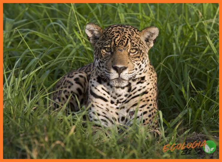5. La importancia cultural y simbólica del jaguar