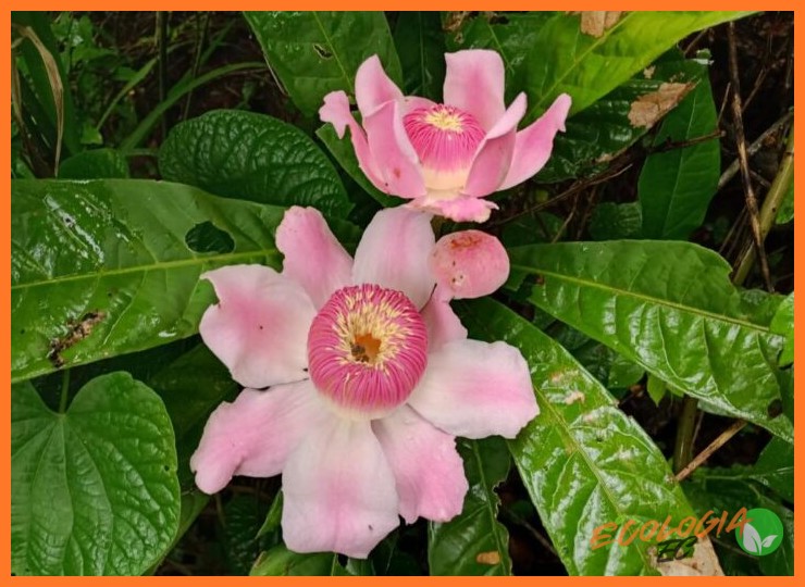 Ejemplos notables de flora endémica de Ecuador