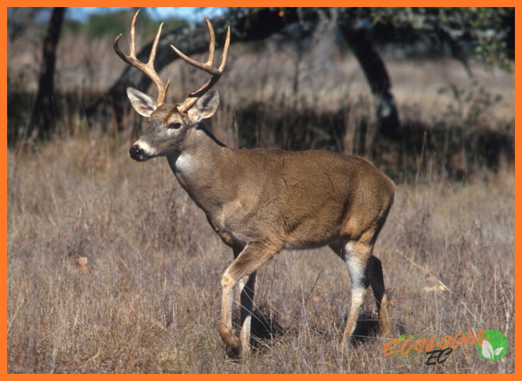 El Venado de Cola Blanca Andino: el habitante de los matorrales