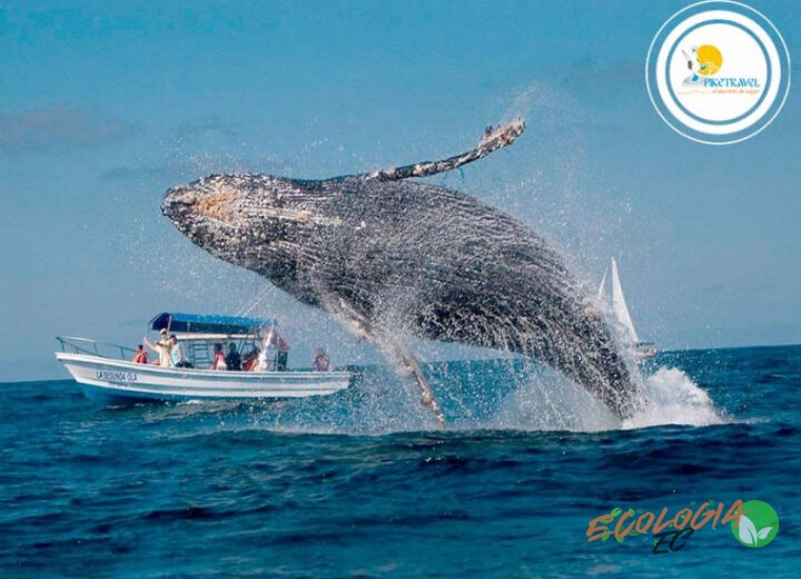 ¿En qué lugares de Ecuador se puede realizar el avistamiento de ballenas?