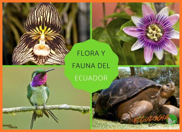 ¿Qué especies de flora endémica o representativa se pueden encontrar en los distintos ecosistemas del Parque Nacional Sangay?