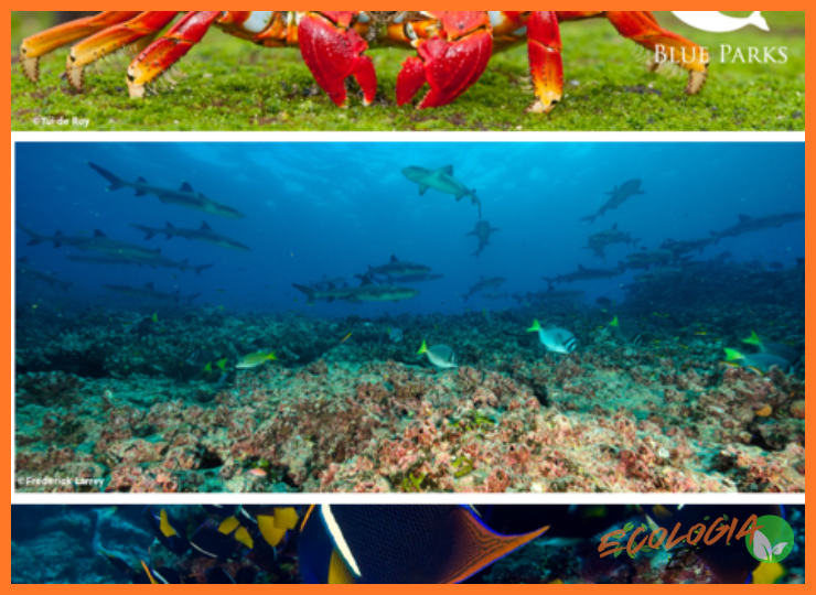 ¿Qué hace tan especial a la Reserva Marina del Parque Nacional Galápagos?