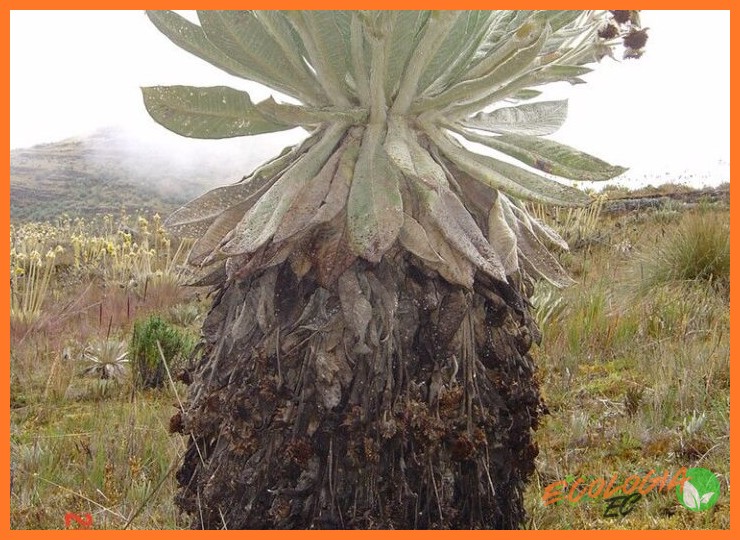¿Qué mecanismos de adaptación al frío presentan las plantas más resistentes del páramo, como el frailejón?