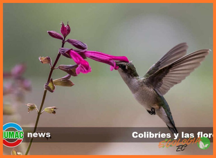 Relación simbiótica con la flora paramuna